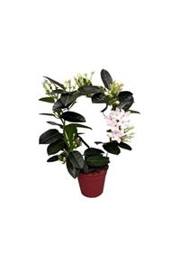 Palmiye Stephanotis Floribunda - Madagaskar Yasemini - 12 Cm Saksıda