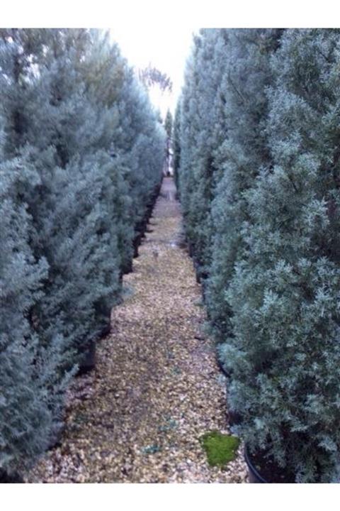 ruzgarbotanik Mavi Arizona Selvi Aşılı Fidanı Saksılı 150cm 200cm