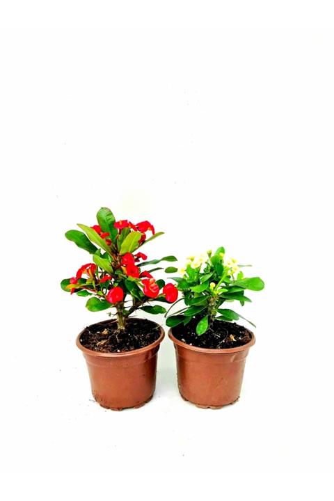 fidanova Eforbia Milli, Dikenler Tacı Ufak Saksıda, 2'li Paket Halinde,18cm