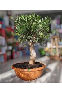 bonsai Zeytin ( Olea ) 115 Cm