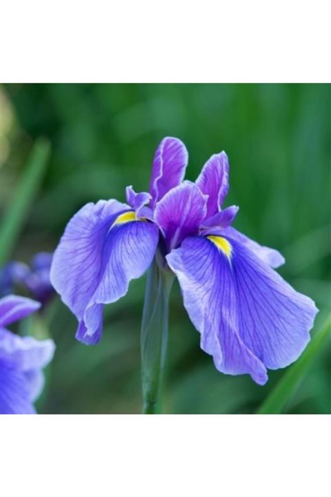 ALİBOTANİK Mezarlık Için Çiçek 4 Adet Iris Zambak