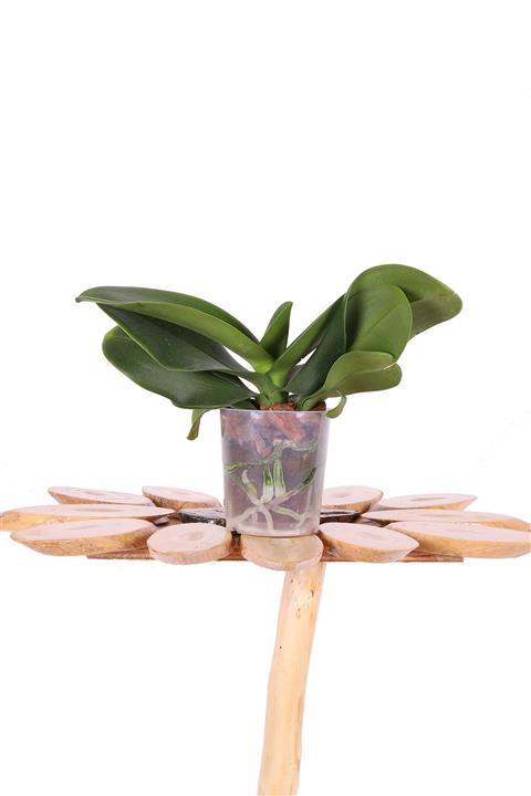 Bitkim Ithal Orkide Fidesi - Multi Flora - (1 Yaşında) – 25cm