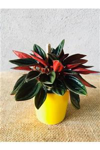 SUKULENTİSTANBUL Bordo Zümrüt Dalgası Bitkisi-peperomia Rosso-salon Bitkisi-seramik Saksılı(6cm)