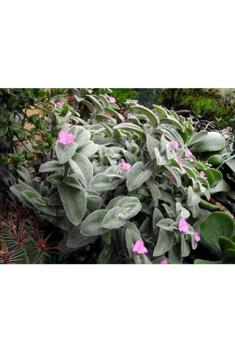 ruzgarbotanik Tüylü Telgraf Çiçeği Fidanı Askılı Saksılı 30cm