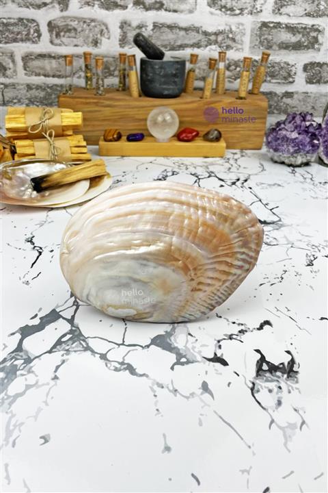 Hello Minaste Incili Deniz Kabuğu