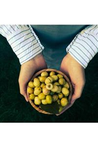 Adalya Zeytin Edremit Taş Kırma Yeşil Zeytin 2000 Gr. Cam Kavanoz