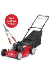 Mtd P53 Bs