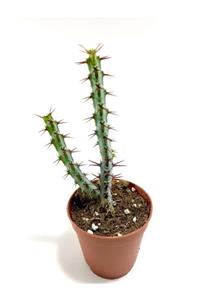 ünal kaktüs Euphorbia Aeruginosa (kaktüs)