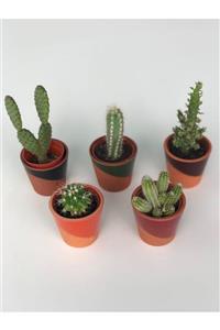 My Succulent 5'li Seramik Saksı ve 5'li Kaktüs Set 5,5 cm'lik Saksıda Bitkiler