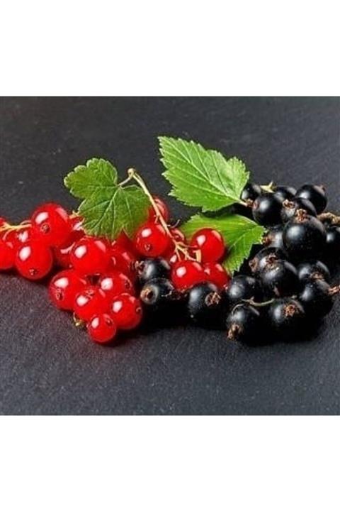 Fidanyolu Kırmızı  Siyah Frenk Üzümü  4 Adet