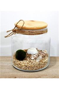 Sakura Şans Getiren Marimo Mossball Şans Yosunu ( 10x11h )