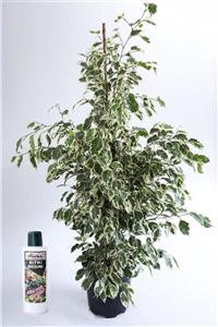 ebotanik Benjamin Ficus Starlight Çiçeği 100 cm(225 ml Besin Hediyeli)