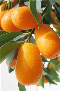 Karaca Tıbbi Bitkiler Kumkuat - Kamkat ( Citrus Furtunella)