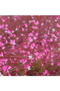 ALİBOTANİK Pembe Gaura Fidanı Çiçek Güzeli 40 Cm