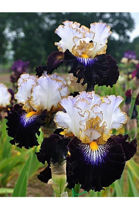 HAN BOTANİK 2 Adet Süsen Iris Çiçeği Soğanı Gold Siyah Geçişli