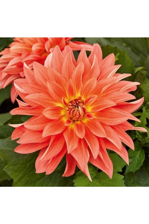 KAMONDO TOHUM 3 Adet Pudra Renkli Dev Dahlia Çiçeği Soğanı