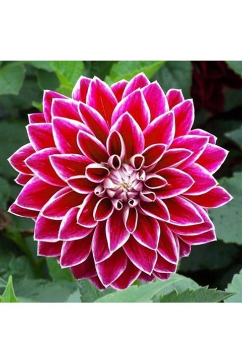 KAMONDO TOHUM 3 Adet Özel Renkli Dahlia Çiçeği Soğanı