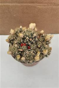 Fintarla Büyük Boy Saksıda Mammillaria Prolifera Teksas Kaktüsü 8.5 cm