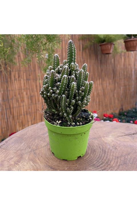 ÇİÇEKFLİX Radyasyon Emici Cereus Florida Kaktüs (8.5 Luk Saksıda) 1.kalite Özel Ürün