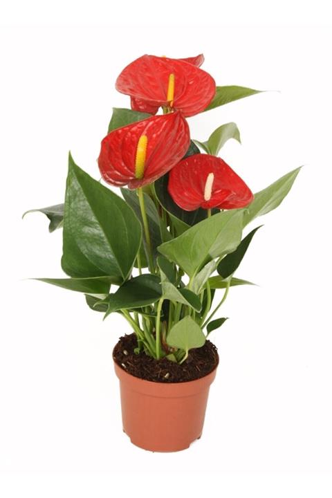 MorDekor Anthurium Andraeanum Red - Kırmızı Antoryum Flamingo Çiçeği Iç Mekan Salon Bitkisi