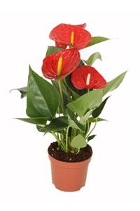 MorDekor Anthurium Andraeanum Red - Kırmızı Antoryum Flamingo Çiçeği Iç Mekan Salon Bitkisi