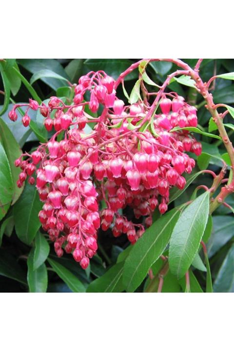 fidanistanbul Pieris Japonica Valley Valentine Pembe Beyaz Çiçekli Lavanta Fundası, , Saksıda