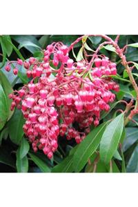 fidanistanbul Pieris Japonica Valley Valentine Pembe Beyaz Çiçekli Lavanta Fundası, , Saksıda