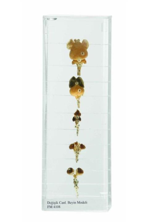 Edulab Değişik Canlıların Beyin Modelleri