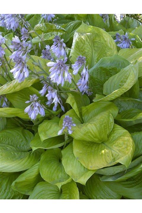 Tunç Botanik Ağustos Zambağı Hosta 50 Adet