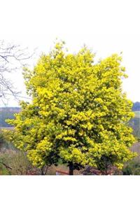 Tunç Botanik Mimoza Ağacı 150-200 Cm