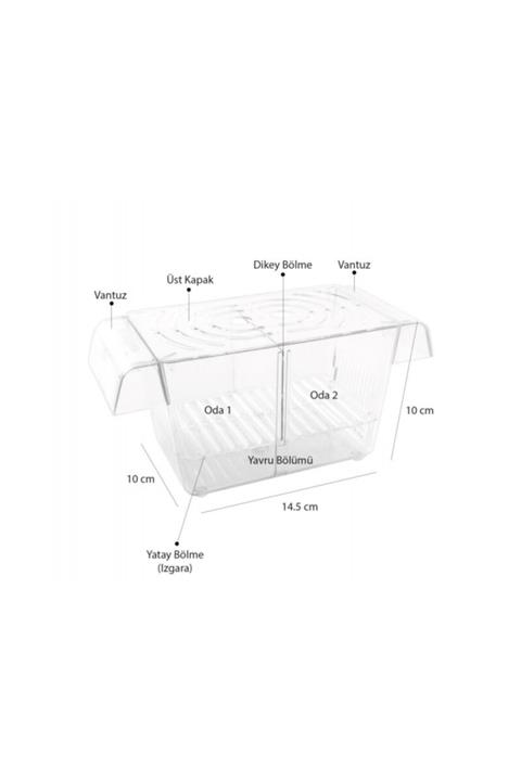 TROPİKAL Atlantik Ikili Kristal Yavruluk
