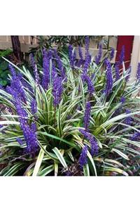 Tunç Botanik Çim Zambağı 20 Adet 'liriope Muscari Variegata'