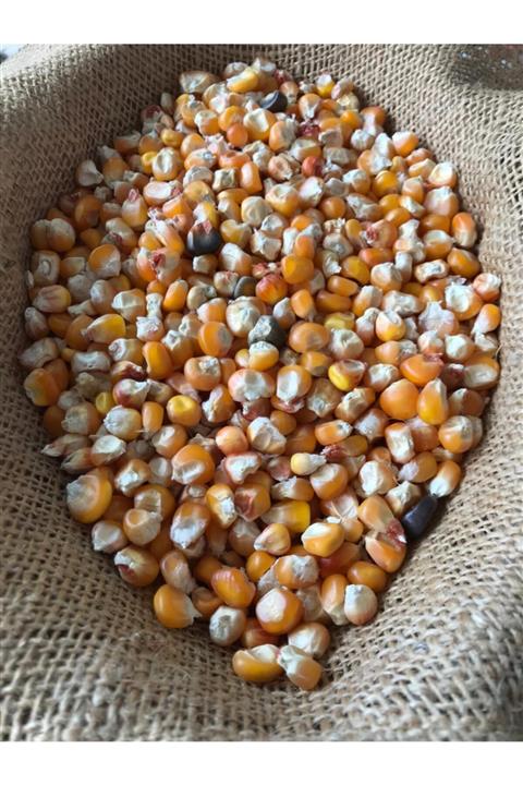 Baharagro Mısır (DARI) Tohumu Tamamen Doğal Yerli Tohum 2,5 Kg