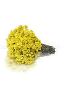 Aslı Bu Altın Otu Demeti (helichrysum Graveolans)