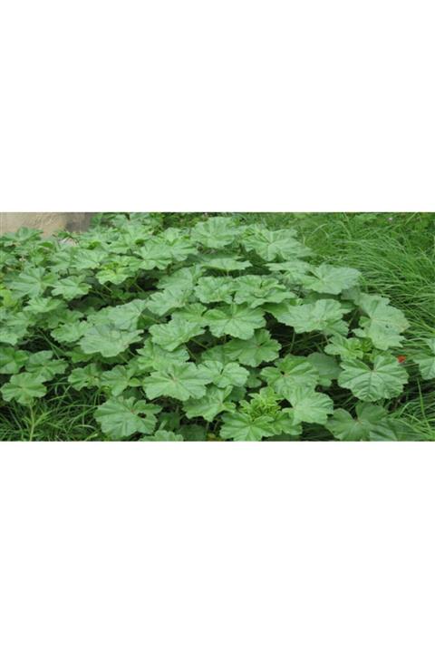 antalyasebzemeyve Ebe Gümeci 150 gr