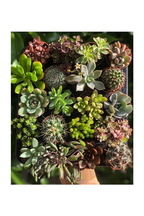 FİDAN PAZARI Kaktüslü Sukulent Mix 20 Adet