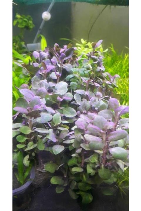 EMAAVM Akvaryum Bitkisi Lobelia Cardinalis (5dal)