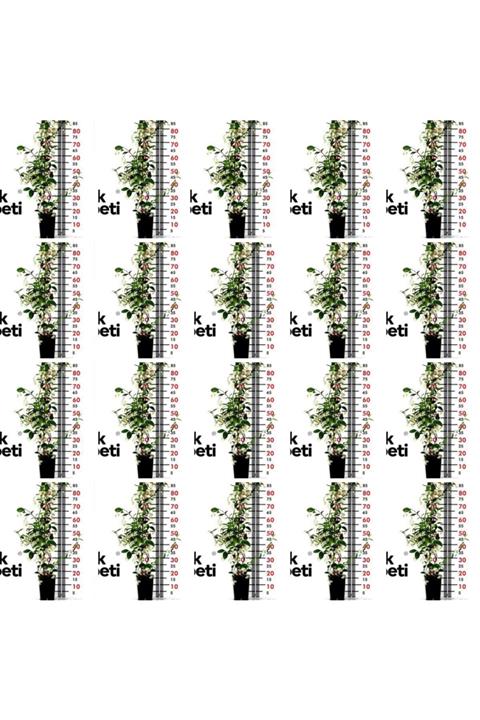 Renk Sepeti 20 Adet Arap Yasemini 125 - 150 Cm