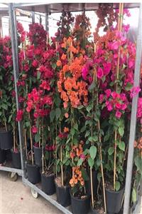 modabotanik Begonvil Bougainvillea (gelin Duvağı) Saksılı +120 Cm Orjinal Foto(pembe)