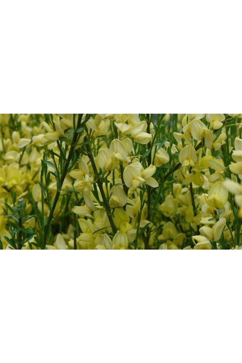fidanistanbul Cytisus Praecox Allgold Açık Sarı Çiçekli Katır Tırnağı, Ithal, Saksıda