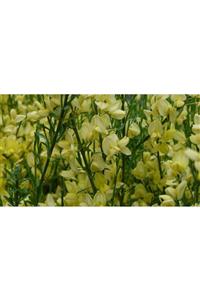 fidanistanbul Cytisus Praecox Allgold Açık Sarı Çiçekli Katır Tırnağı, Ithal, Saksıda