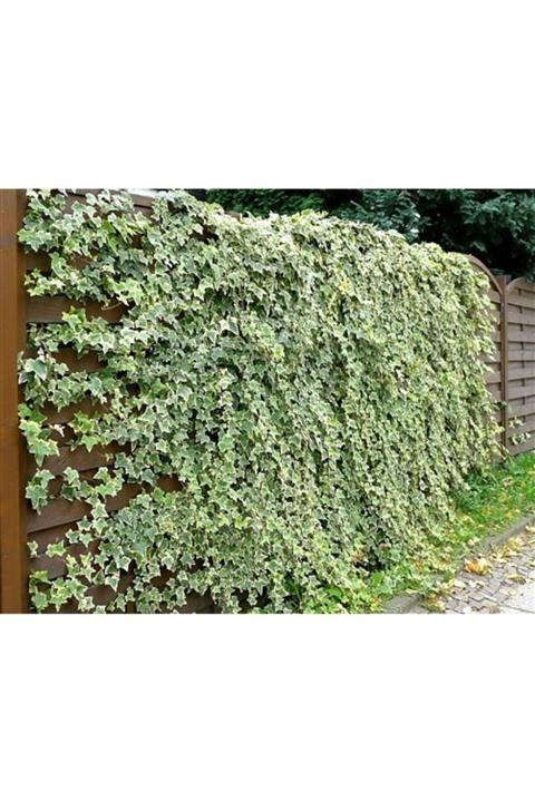 Tunç Botanik Hedera Sarmaşık 10 Adet - 1.5 + Metre Sarılıcı Bitki