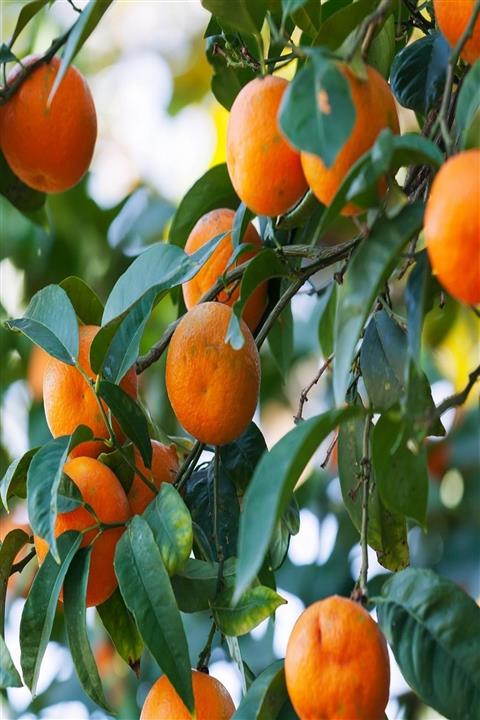 KARDEŞLER FİDANCILIK Satsuma Mandalina