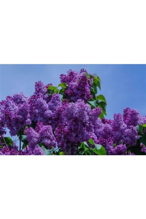 ruzgarbotanik 4 Adet Leylak Çok Kokan Çiçeği Fidanı 60 Cm