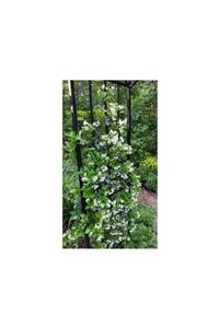 modabotanik 10 Adet Arap Yasemini,rhyncospermum Jasminoides 100 Cm Saksıda