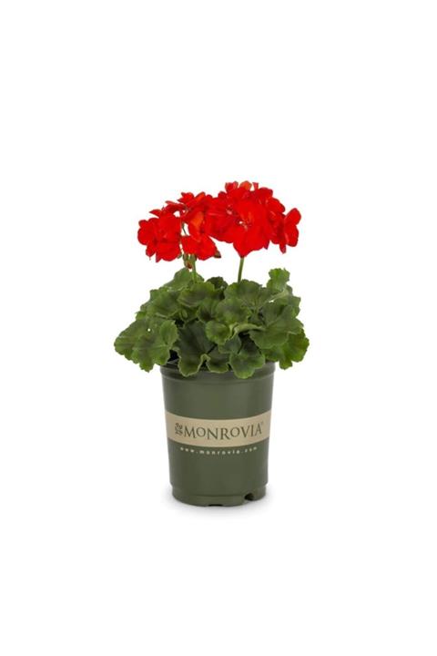 fidanistanbul Pelargonium Sardunya Çiçeği, Saksıda, 2 Adet