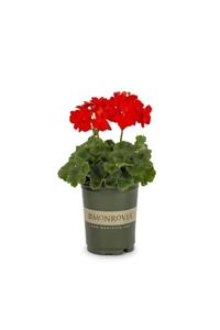 fidanistanbul Pelargonium Sardunya Çiçeği, Saksıda, 2 Adet