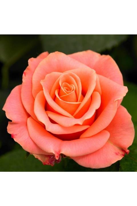 ADA TARIM 2 Adet Koyu Somon Rengi Gül Fidnı Açık Kök 1,5 Yaşında