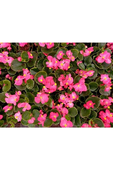 Tunç Botanik Begonya Çiçeği 90 Adet - Pembe Renk