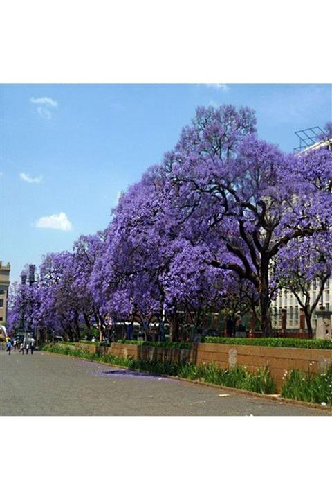 İdeaPazar Mor Çiçekli Shantong Yoğun Kokulu Paulownia Ağacı Fidesi(20 Adet)